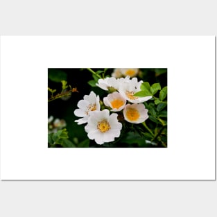 English Wild Flowers - Dog Rose Posters and Art
